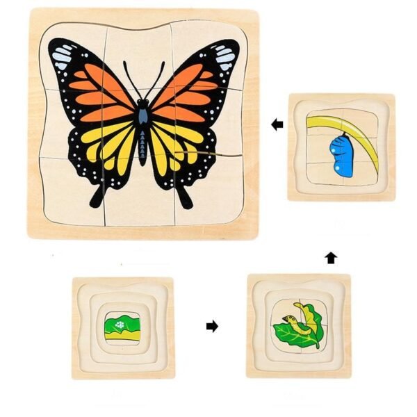 cycle de vie - papillon